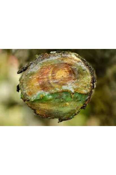 Садовий вар на основі живиці Форестер брикет інструкція